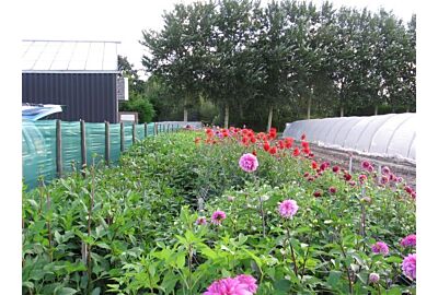 Homegrown Dahlias from 5280Flowers